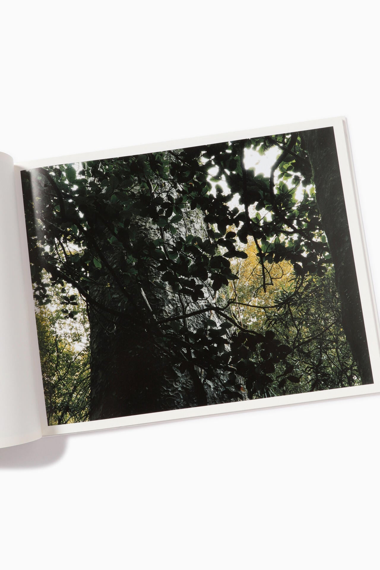 0cf4179c-4ef0-5572-8d9c-9173b25ee147_Image