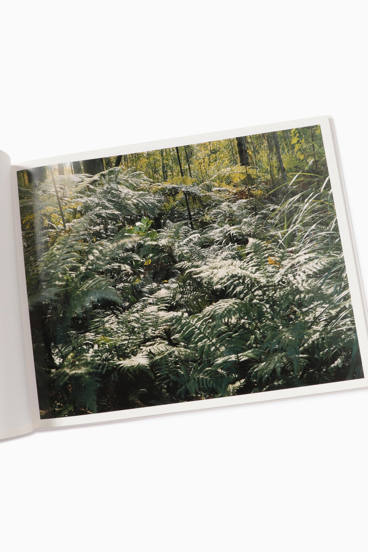 9e48e1f2-0fea-5f81-b4c2-a6cb9651b169_Image