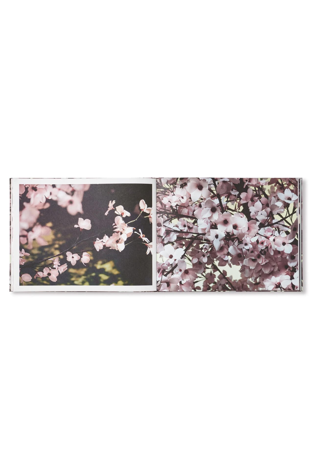 BLOSSOM by Thomas Demand & Ben Lerner