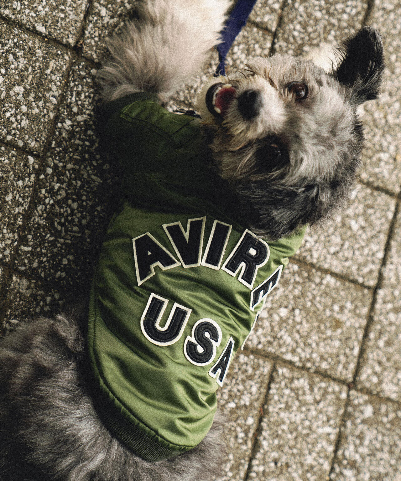 《DOG WEAR/ドッグ ウェア》MA-1 LOGO /ドックウェア エムエーワン