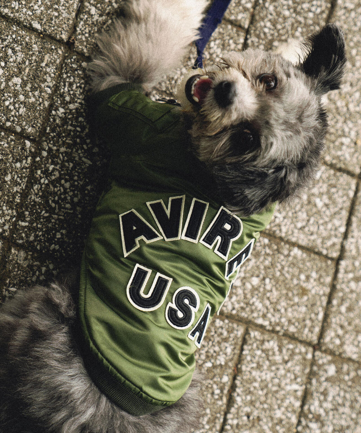《DOG WEAR/ドッグ ウェア》MA-1 LOGO /ドックウェア エムエーワン