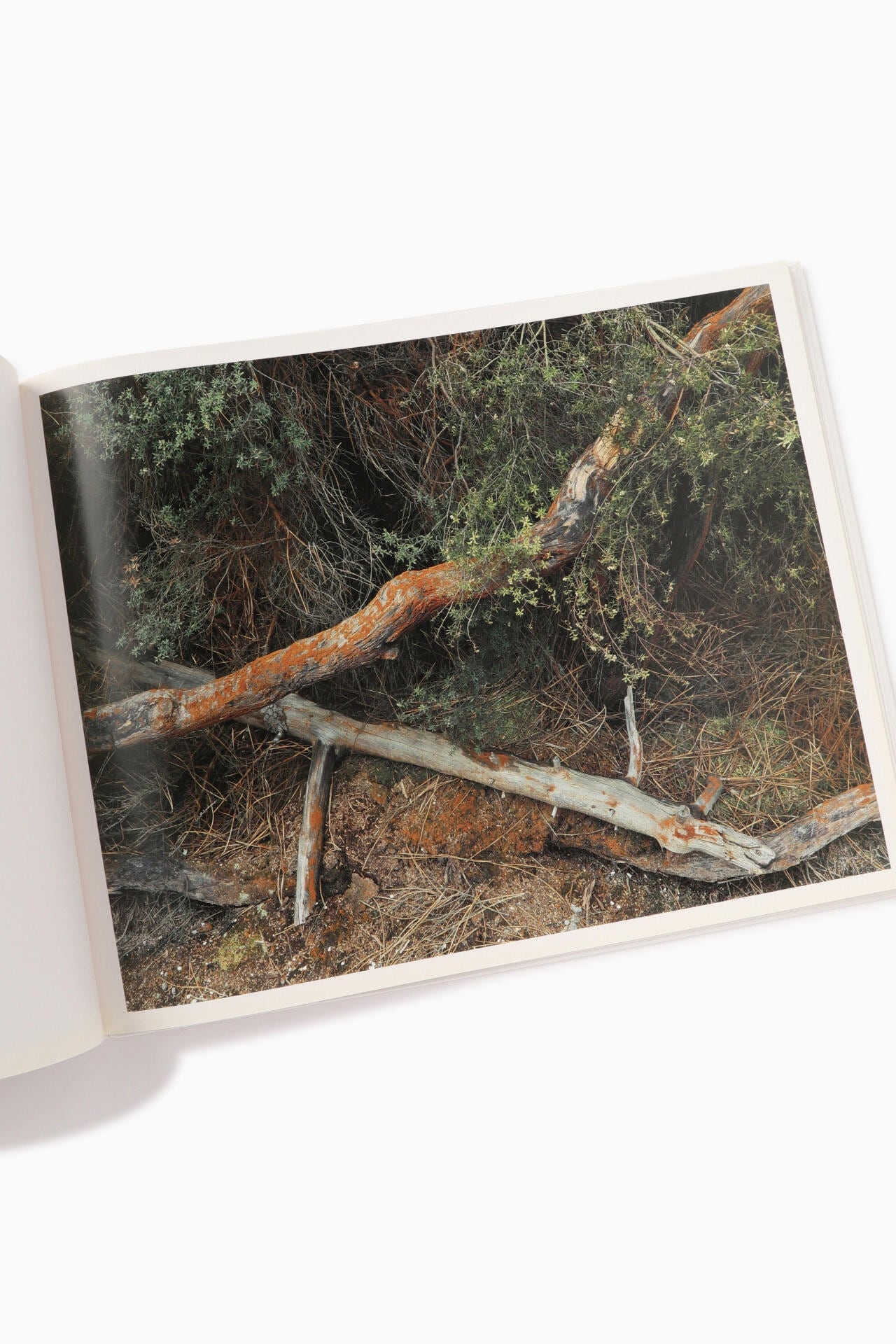 ef80cb88-53ac-53d1-accc-88ae9e573504_Image