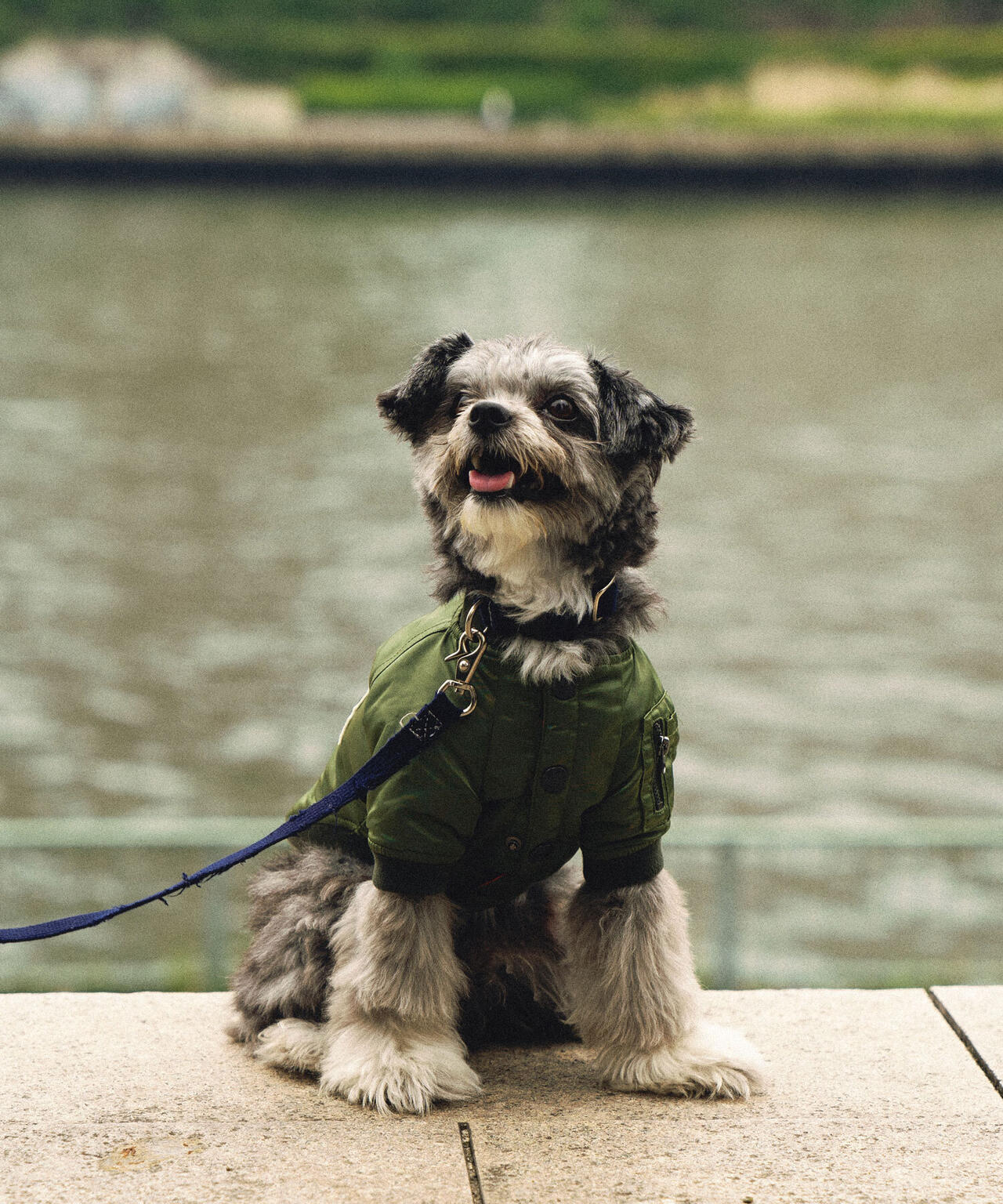 DOG WEAR/ドッグ ウェア》MA-1 LOGO /ドックウェア エムエーワン